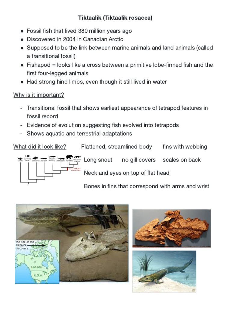 Fossils Tiktaalik Archaeopteryx | PDF