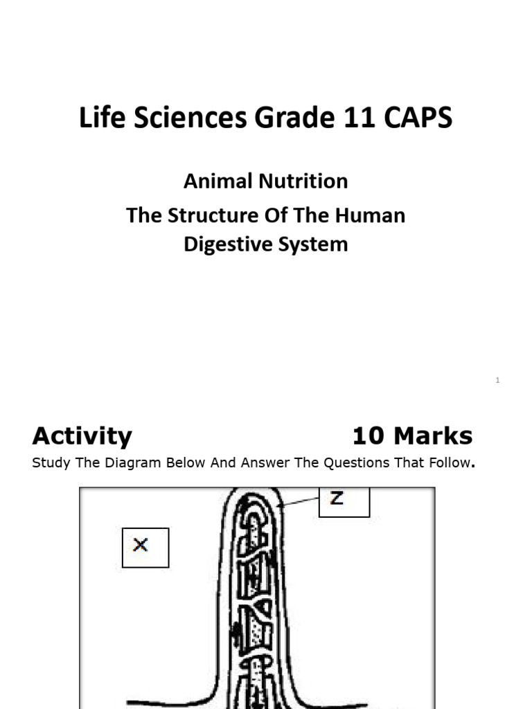 The Structure of The Human Digestive System-1 | PDF