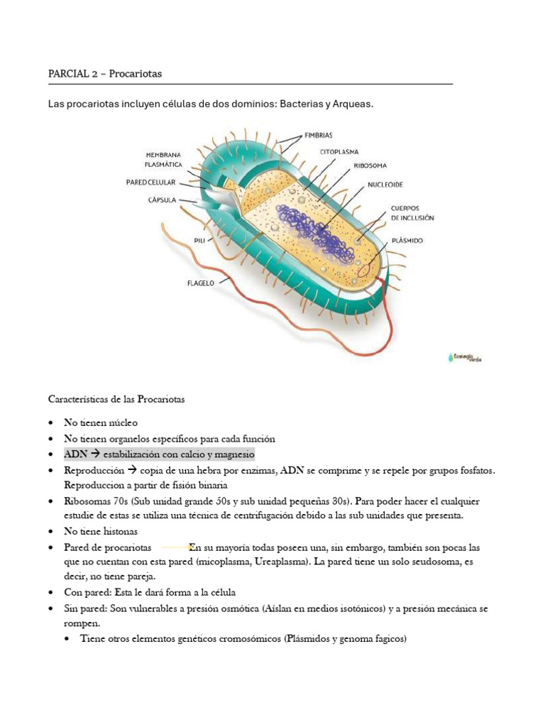 Características y Estructura de Procariotas | PDF | Las bacterias ...
