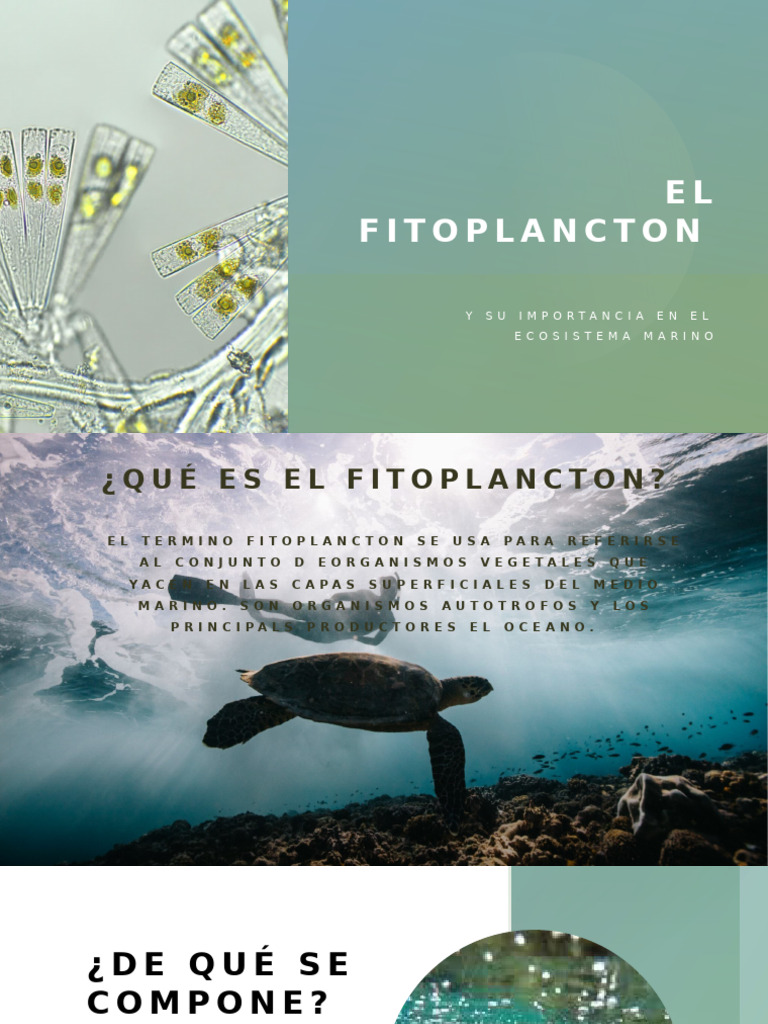 Planctontech Synecho Reef NEW Fitoplancton Vivo Contro I Cianobatteri In Bottiglietta 500ml - Foto 2