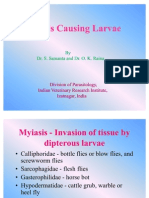 Myiasis,e Pub