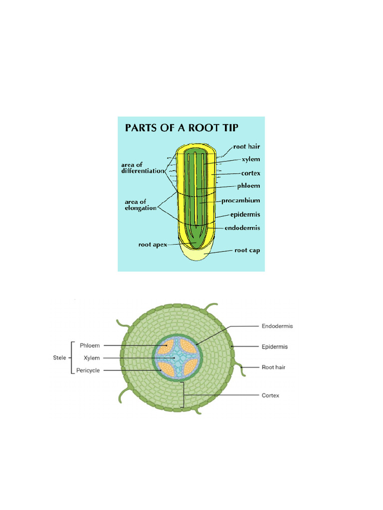 Root structure pdf root tissue biology 