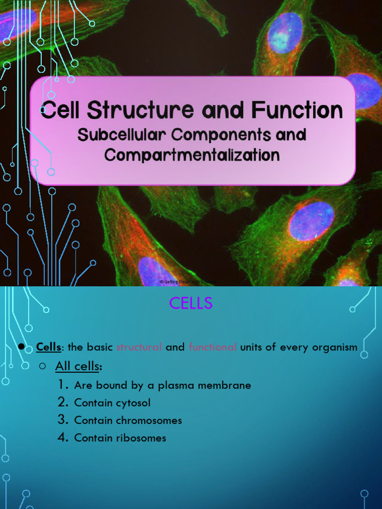 Overview of Cell Structure and Organelles | PDF | Endoplasmic Reticulum ...