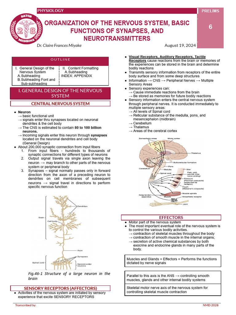 Nervous System Design and Functions | PDF | Chemical Synapse ...