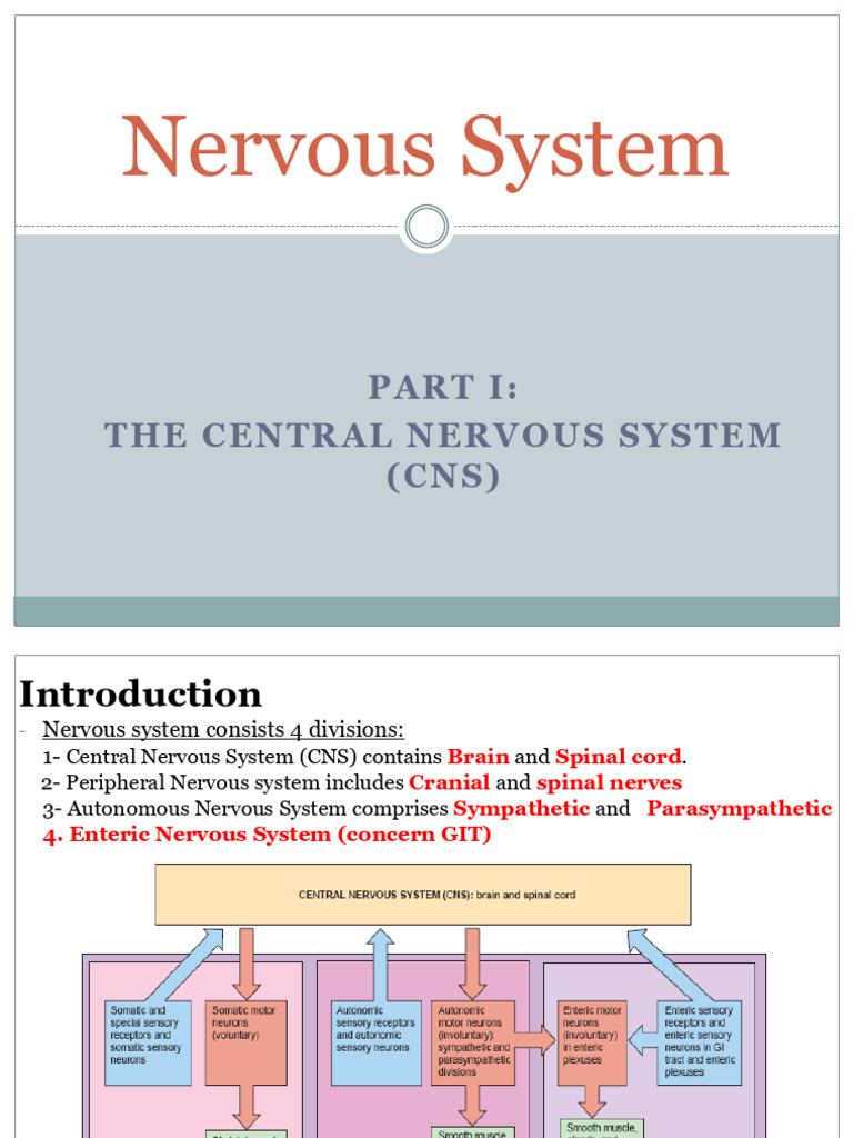 Week 6 Lectures Nervous System | PDF | Cerebral Cortex | Central ...