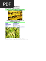 Download Cavendish Banana by Muhammad Ardiansyah SN82181315 doc pdf