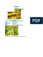 Cavendish banana - the most commonly sold banana variety worldwide