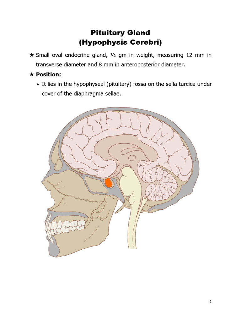 Pituitary gland final 2023 (1) | PDF | Pituitary Gland | Animal Anatomy