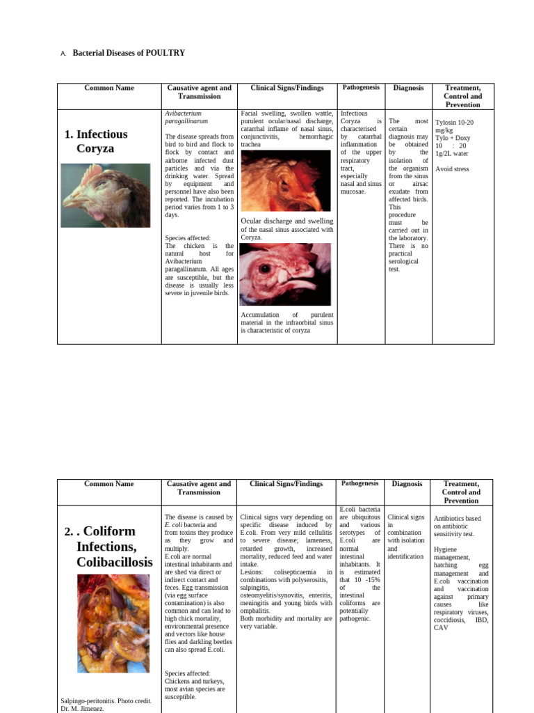 Bacterial Poultry Diseases Overview | PDF | Infection | Influenza