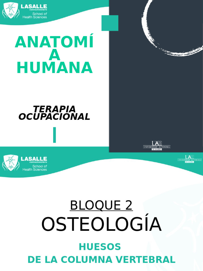 Estructura y Funciones de la Columna Vertebral | PDF | Vértebra | La ...
