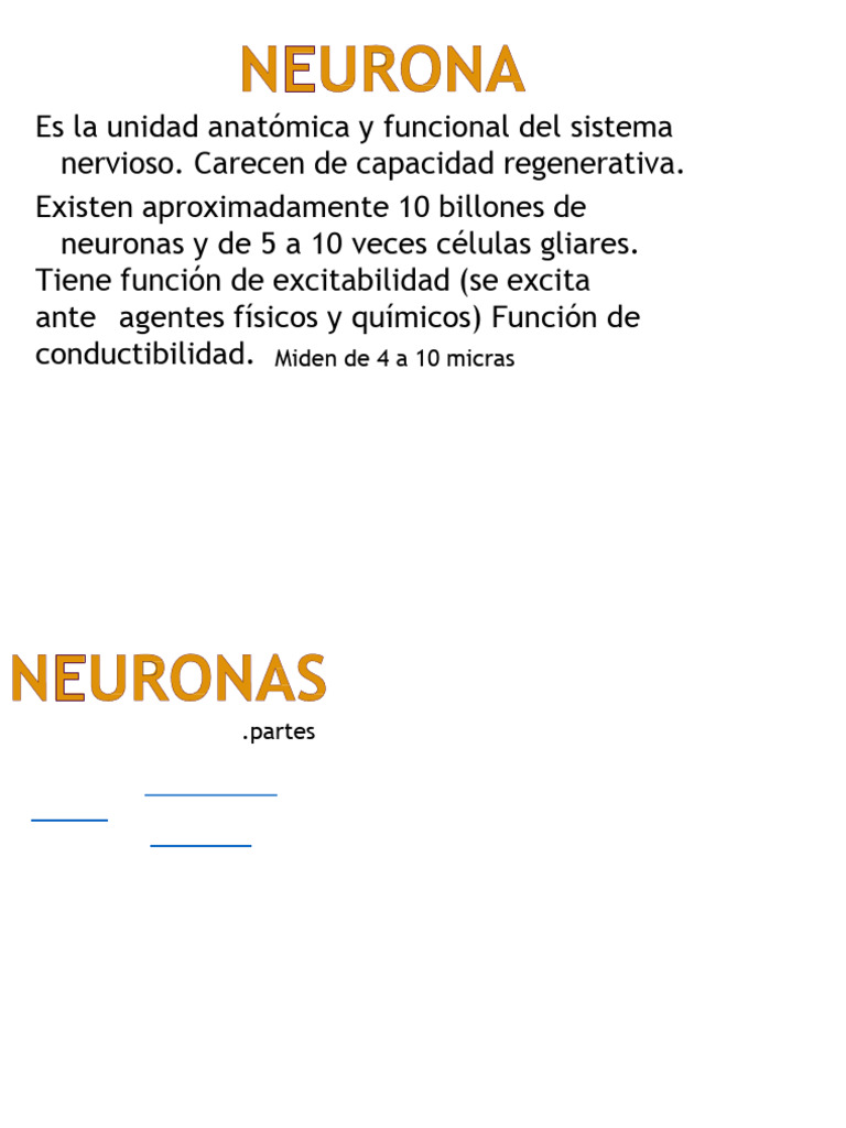 Estructura y Función de las Neuronas | PDF | Sinapsis | Neurona
