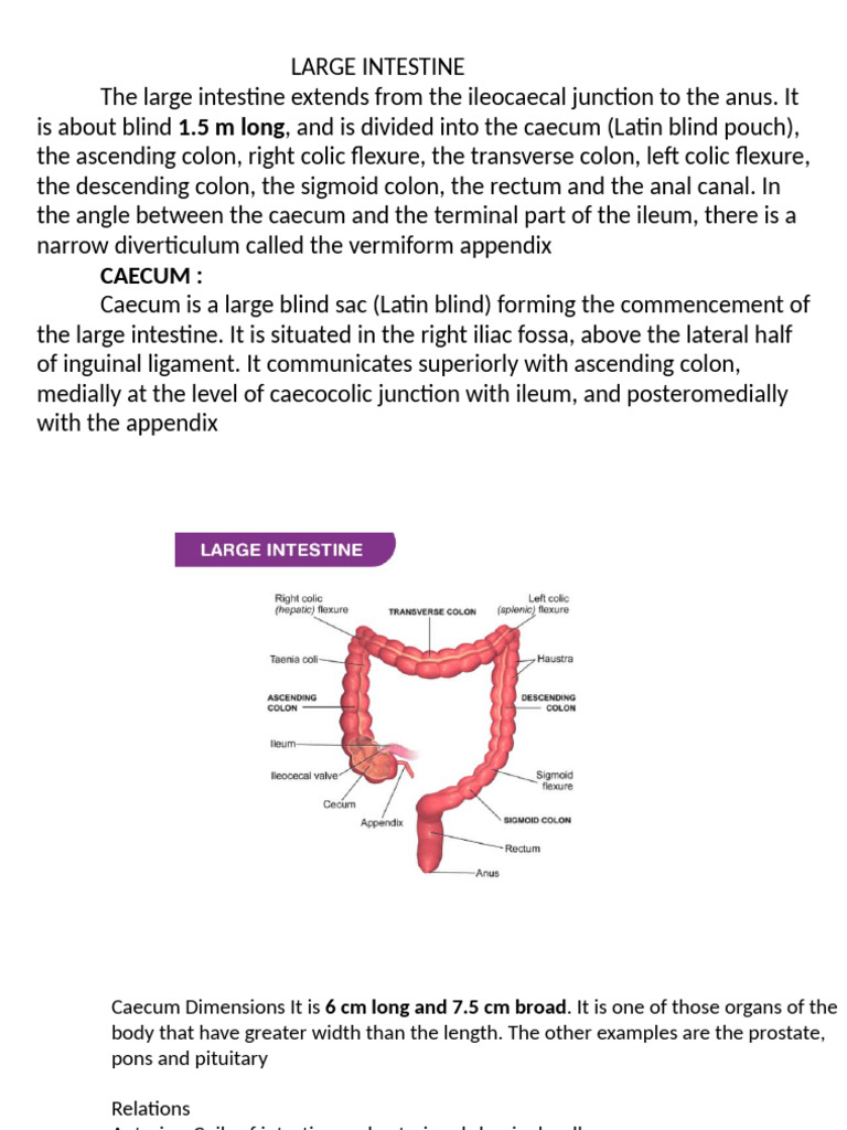 Anatomy of the Caecum and Appendix | PDF | Large Intestine | Abdomen