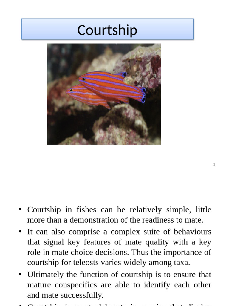 Fish Courtship Behaviors and Fertilization | PDF | Fertilisation | Male