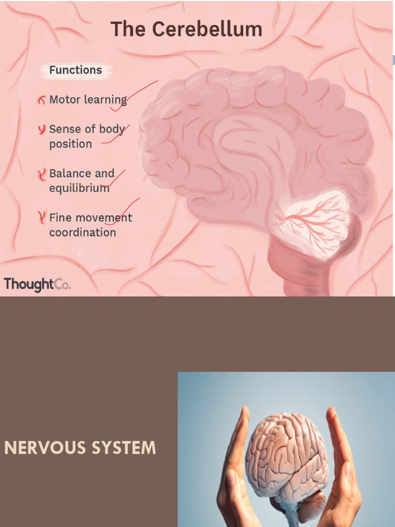unit 2 Nervous system | PDF | Cerebrospinal Fluid | Cerebrum