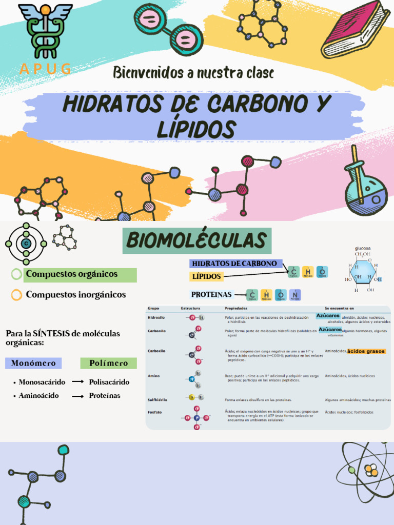 Hidratos de Carbono y Lípidos: Guía Esencial | PDF | Carbohidratos