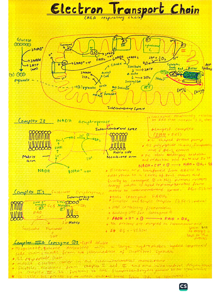 electron transport chain | PDF