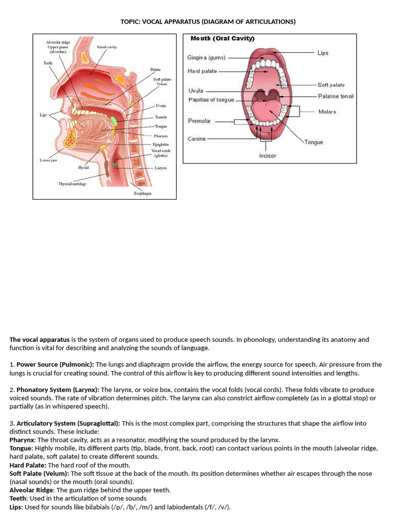 Anatomy of the Vocal Apparatus | PDF | Sound Production | Respiratory ...
