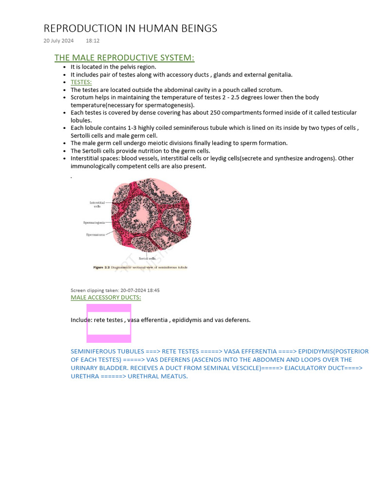 Overview of Human Reproductive System | PDF | Menstrual Cycle | Mammal ...