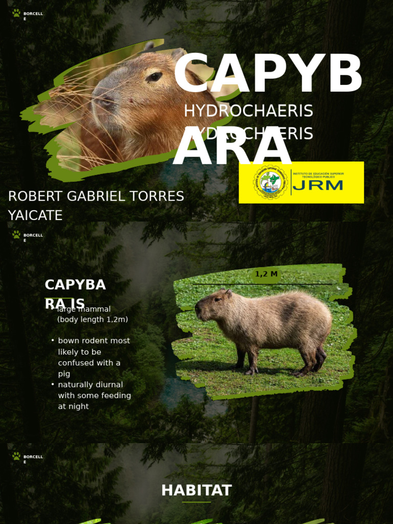 Capybara: Habitat and Behavior Insights | PDF
