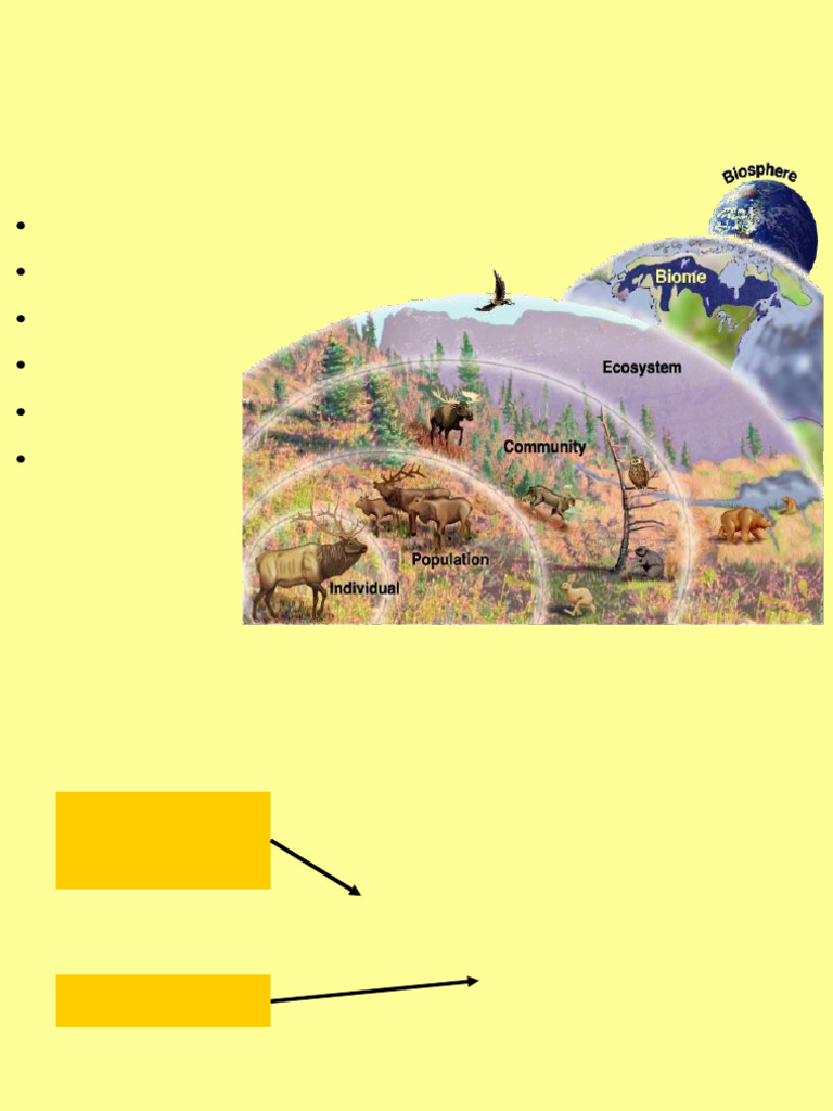 Food Chain Web Pdf Food Web Ecosystem