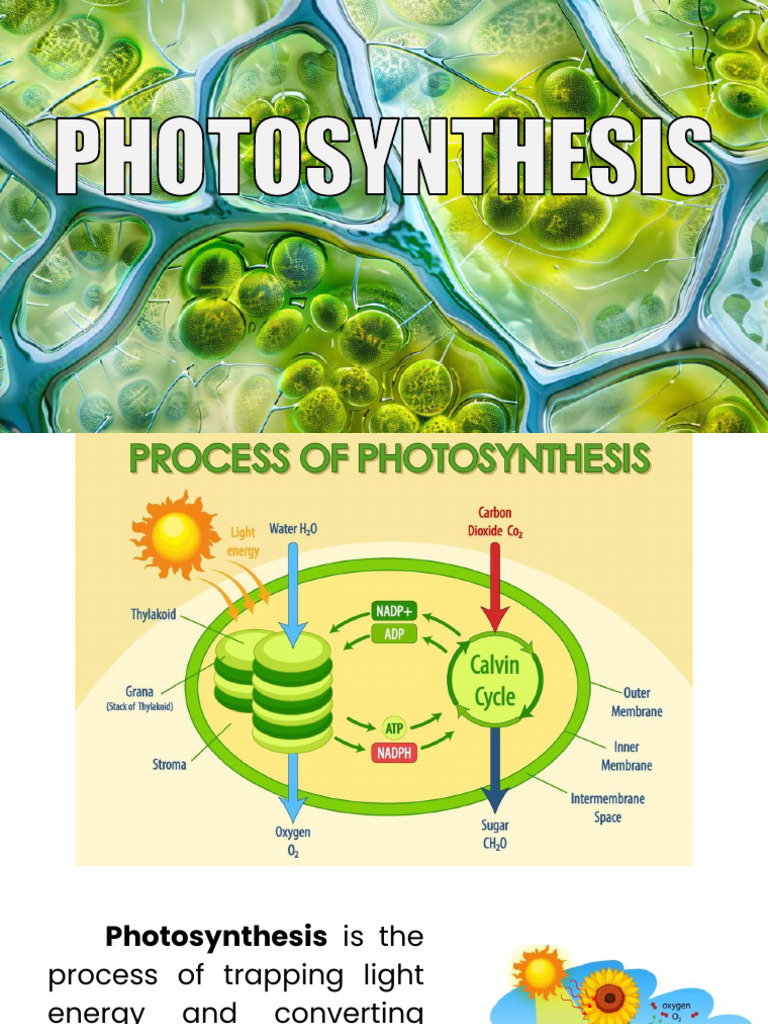 Understanding Photosynthesis Process | PDF | Photosynthesis | Adenosine ...
