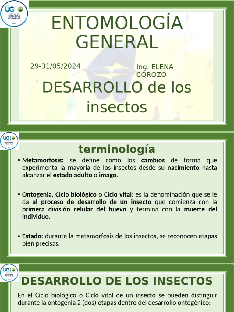 Desarrollo y Metamorfosis de Insectos | PDF | Insectos | Zoología