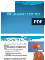 lp5-inflamatiile specifice