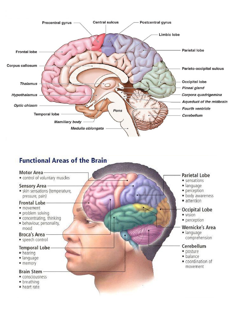 Brain Parts and Functions A4 | PDF