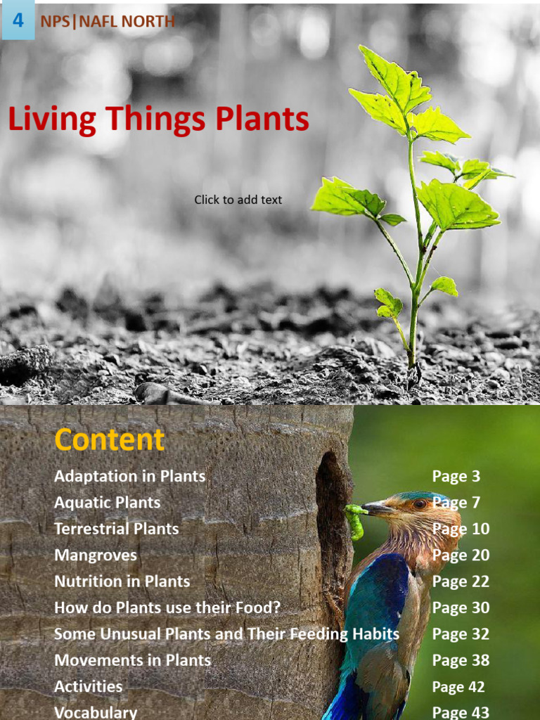 Plant Adaptations and Nutrition Guide | PDF | Leaf | Plants