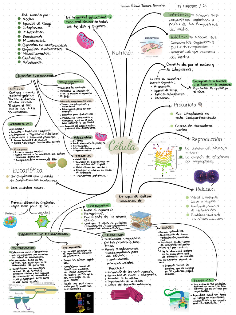 Mapa Mental de La Célula | PDF