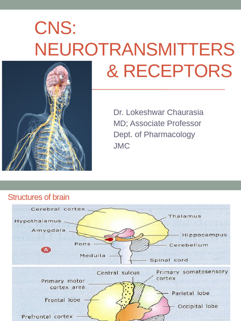 CNS Introduction | PDF | Nmda Receptor | Inhibitory Postsynaptic Potential