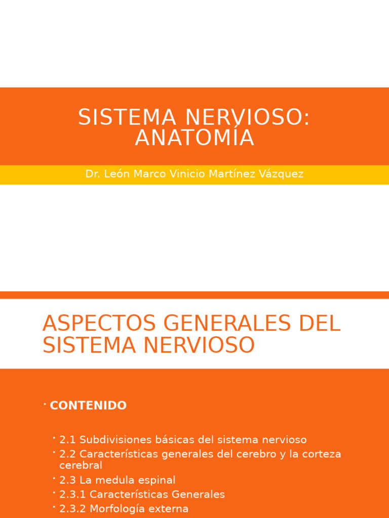Anatomía del Sistema Nervioso | PDF | Sinapsis | Neurona