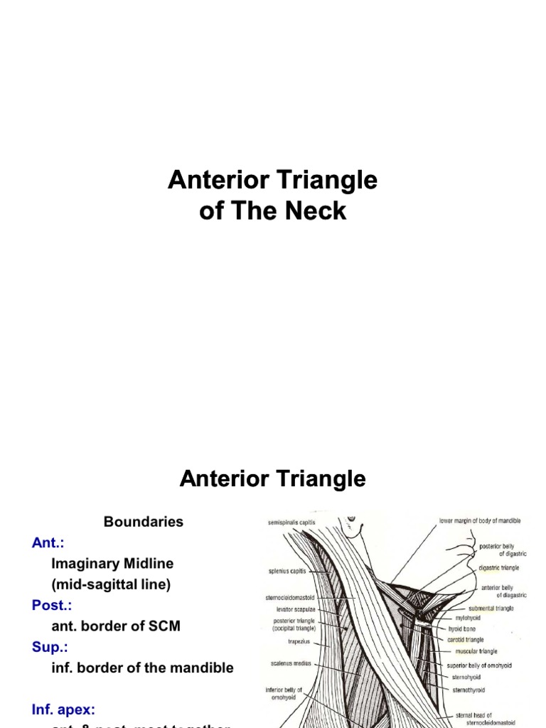 9 Anterior Triangle of the Neck Elearning