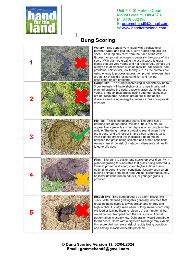 Dung Scoring Guide for Cattle | PDF | Manure | Cattle