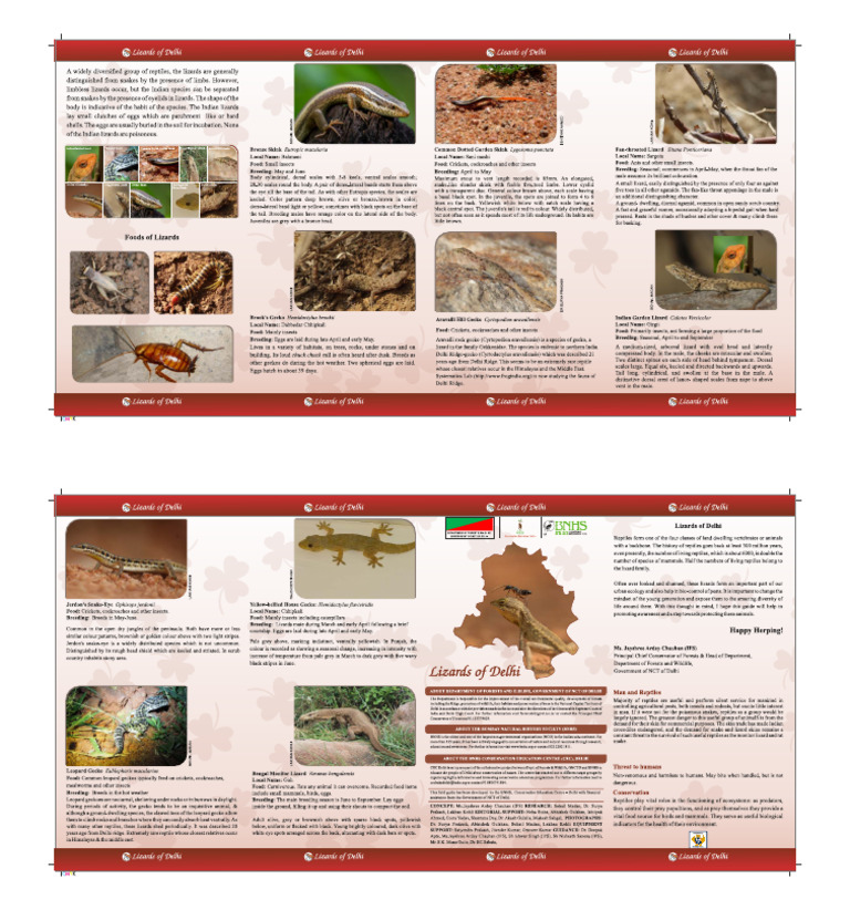 Lizards of Delhi PDF | PDF