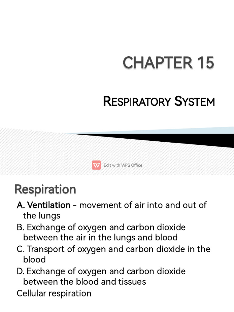 Chapter 15 Respiratory System 084824 | PDF | Lung | Exhalation