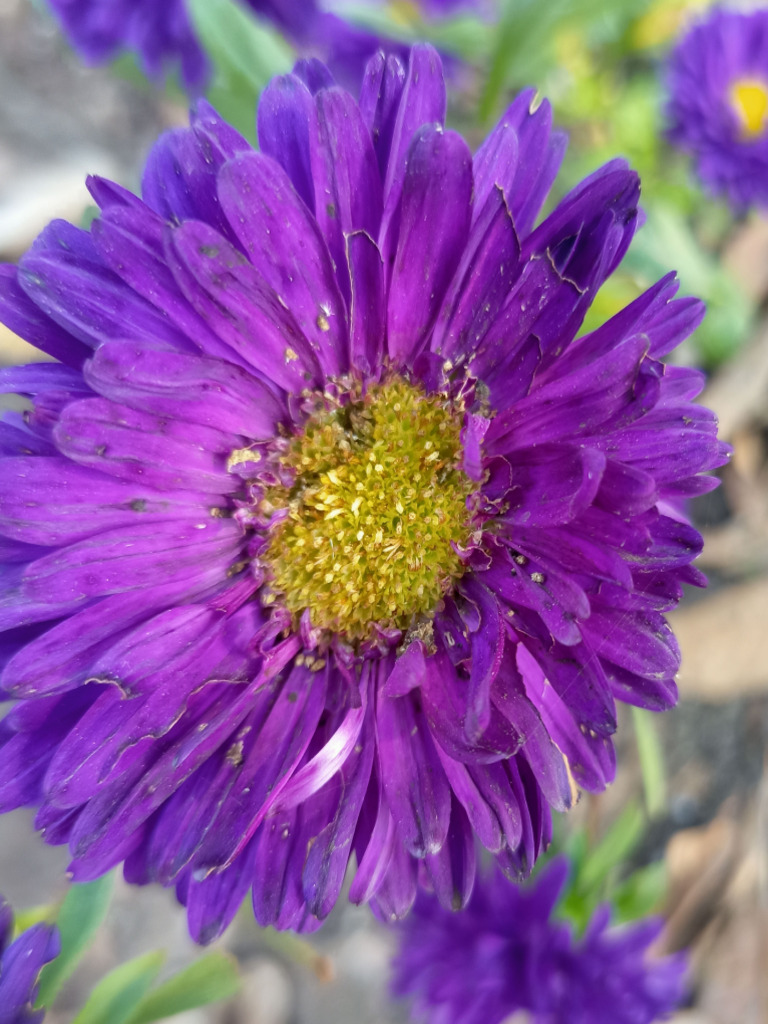 Flower Images | PDF