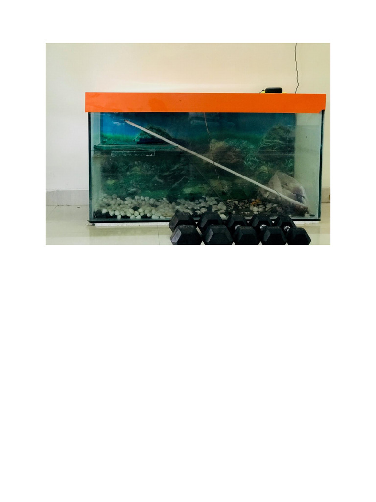 Aquarium | PDF