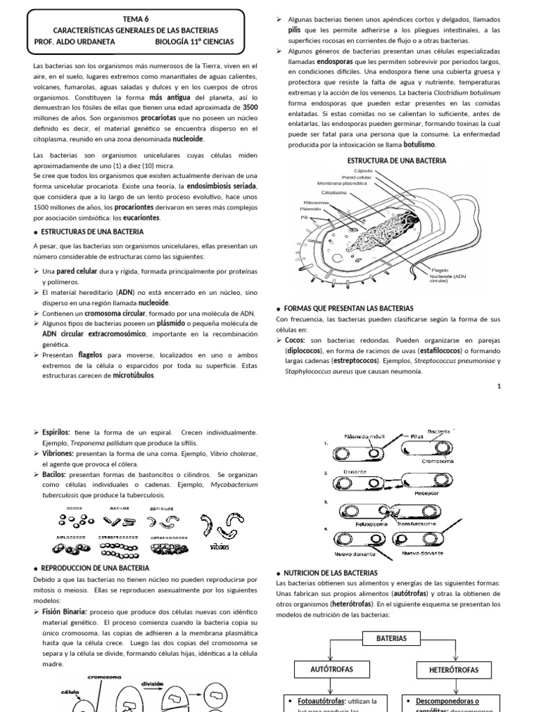 Características de Bacterias | PDF | Las bacterias | Archaea