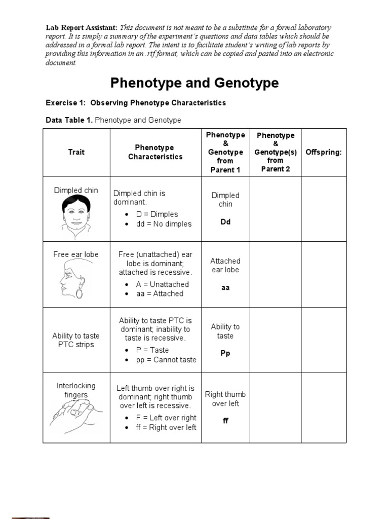 Lab Report Summary: Phenotype & Genotype | PDF | Dominance (Genetics ...