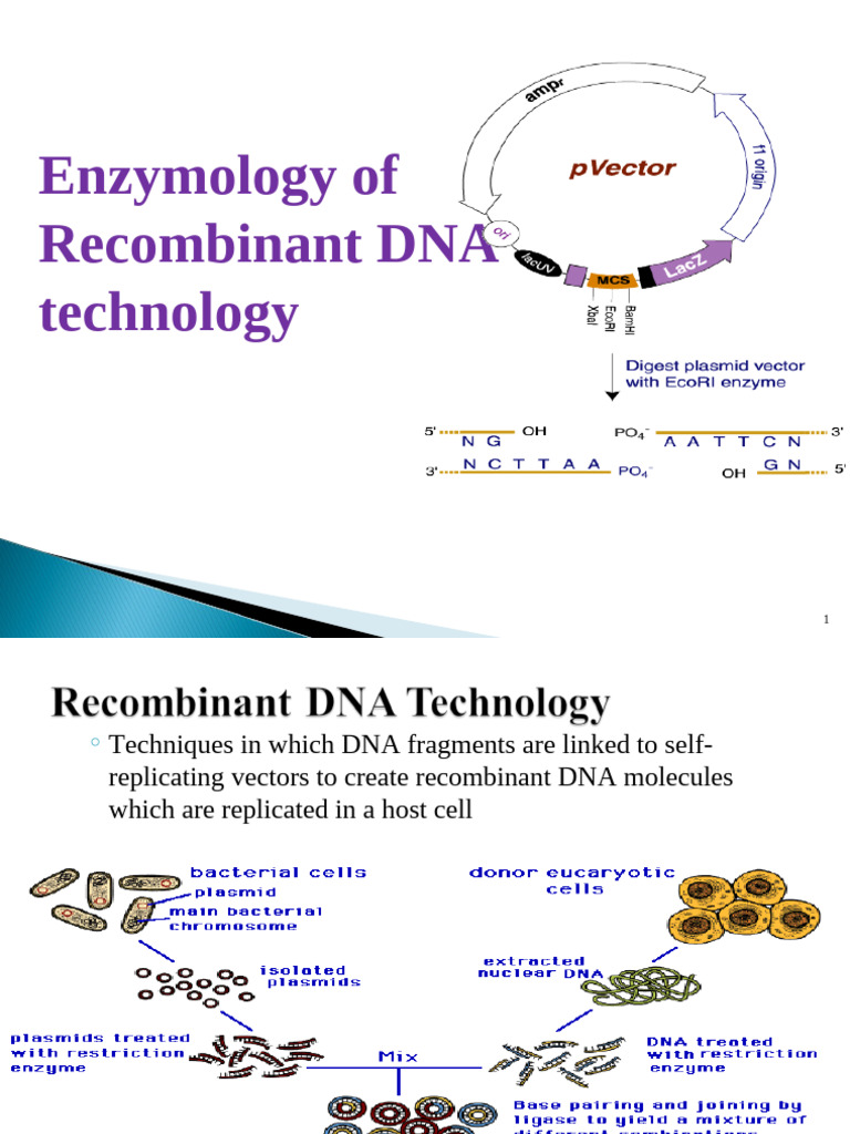 Recombinant DNA Enzymology Guide | PDF | Molecular Cloning | Dna
