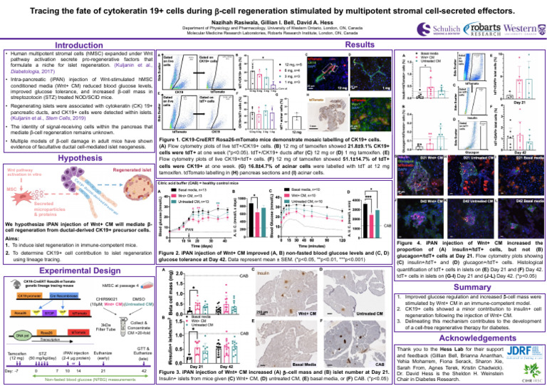 CK19+ Cell Role in β-Cell Regeneration | PDF | Pancreas | Insulin