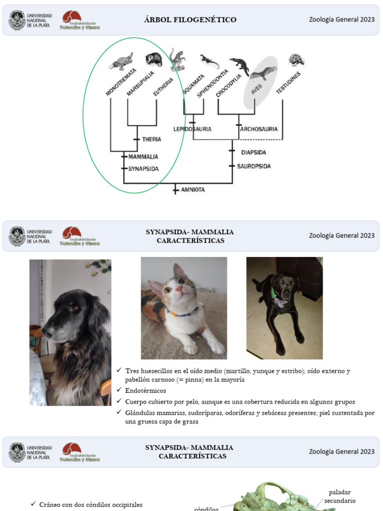 Tema 22 Amniota Synapsida | PDF | Mamíferos | Piel