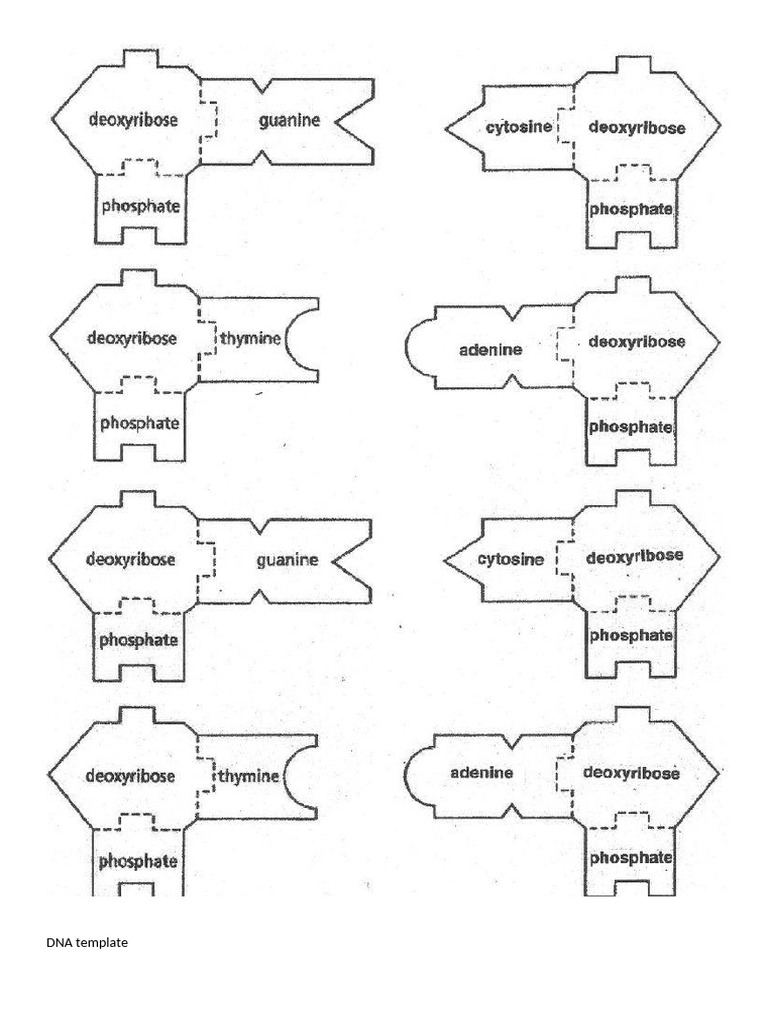 Dna template pdf