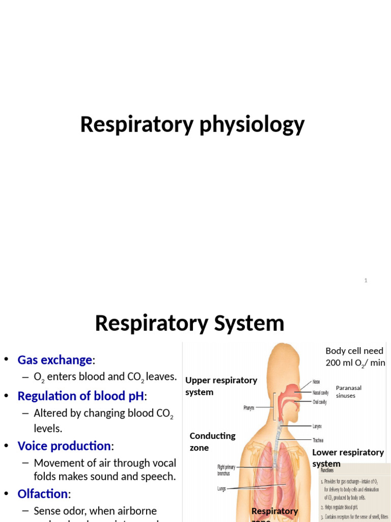 7) Respiratory Physiology | PDF | Respiratory Tract | Lung