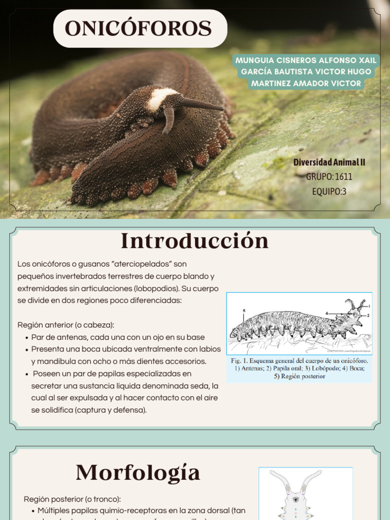 Expo Onicóforos - 20241002 - 185712 - 0000 | PDF | Zoología