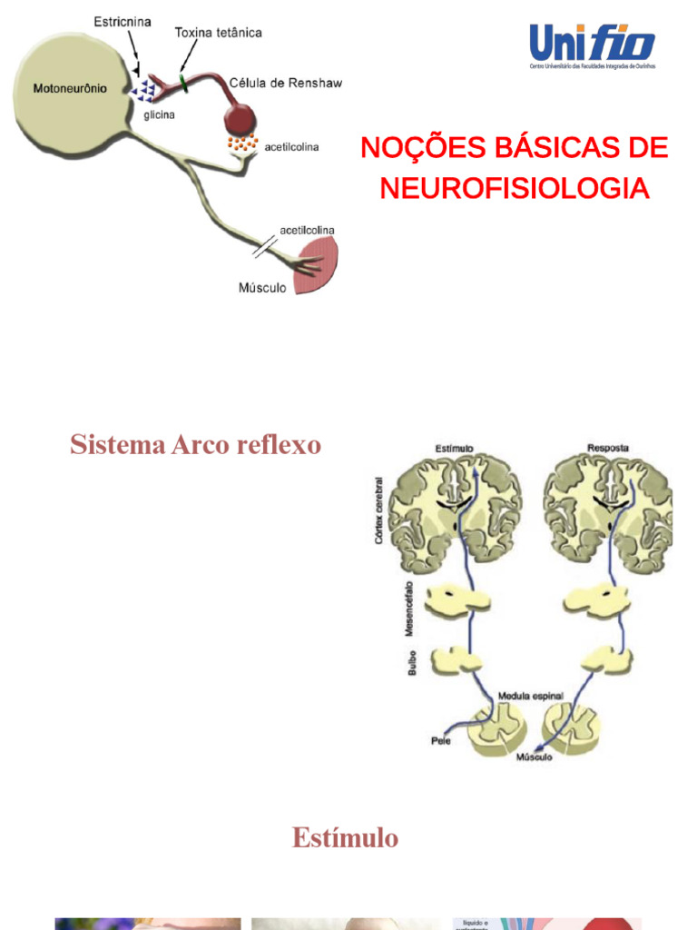 no-es-b-sicas-da-neurofisiologia-pdf-neur-nio-sinapse
