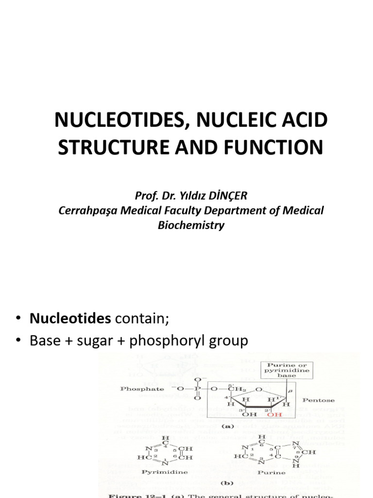 Nucleotides Nucleic Acids 2024 Pdf Dna Rna