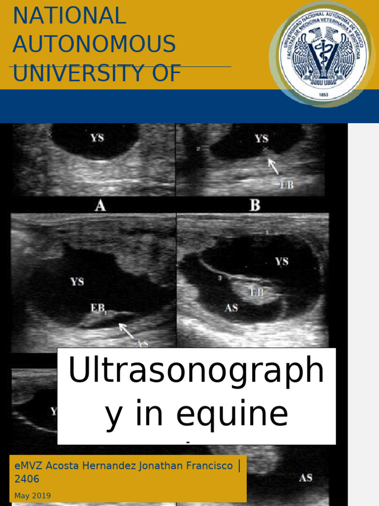 equine-ultrasonography-techniques-pdf-medical-ultrasound