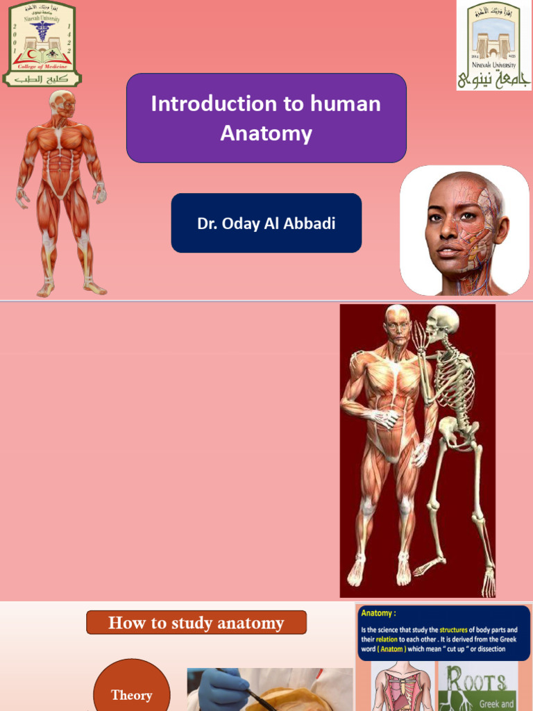 Human Anatomy Overview and Study Guide | PDF | Anatomical Terms Of ...